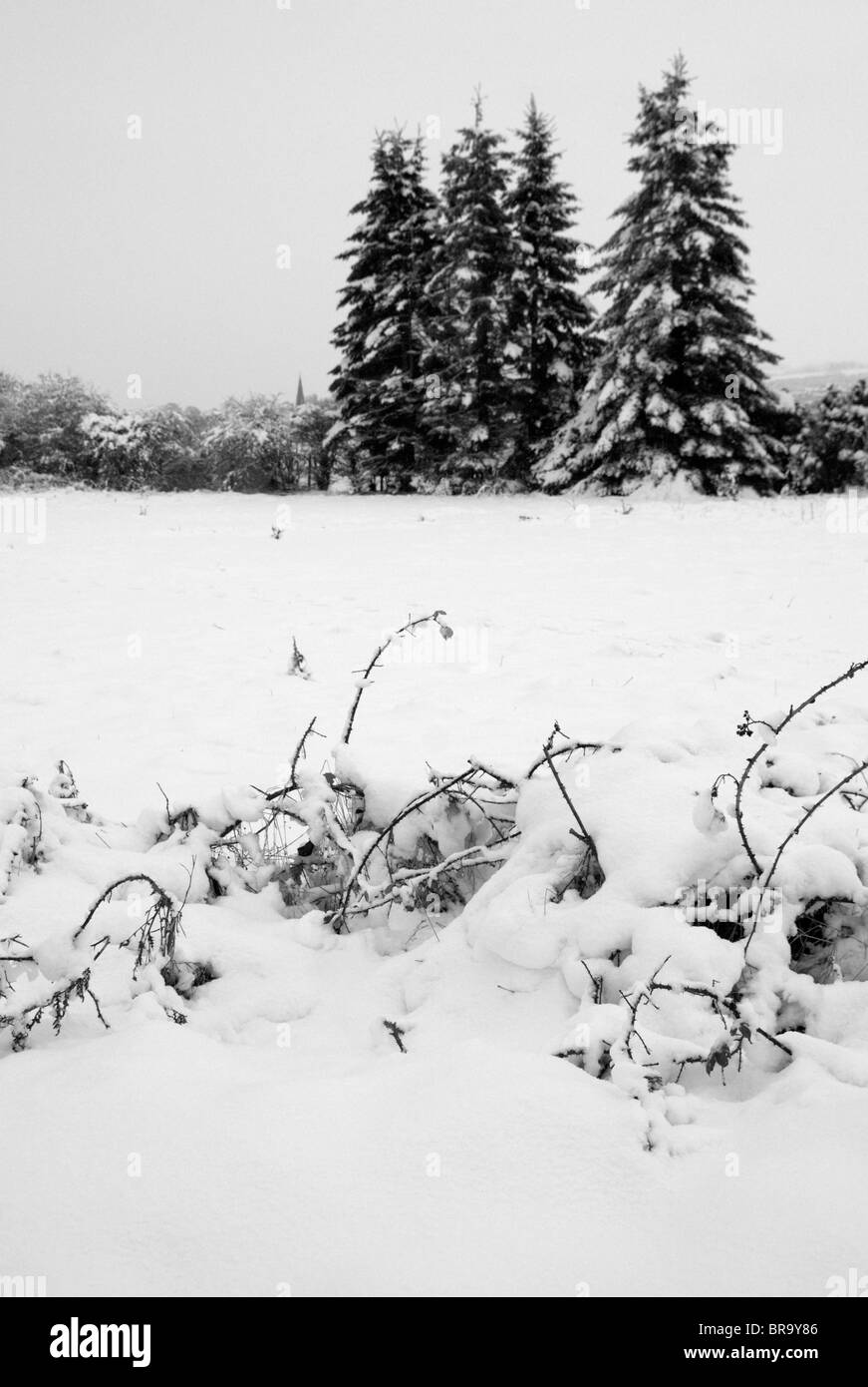 Bianco e nero; gli alberi nella neve con coperte brambles in primo piano. Foto Stock