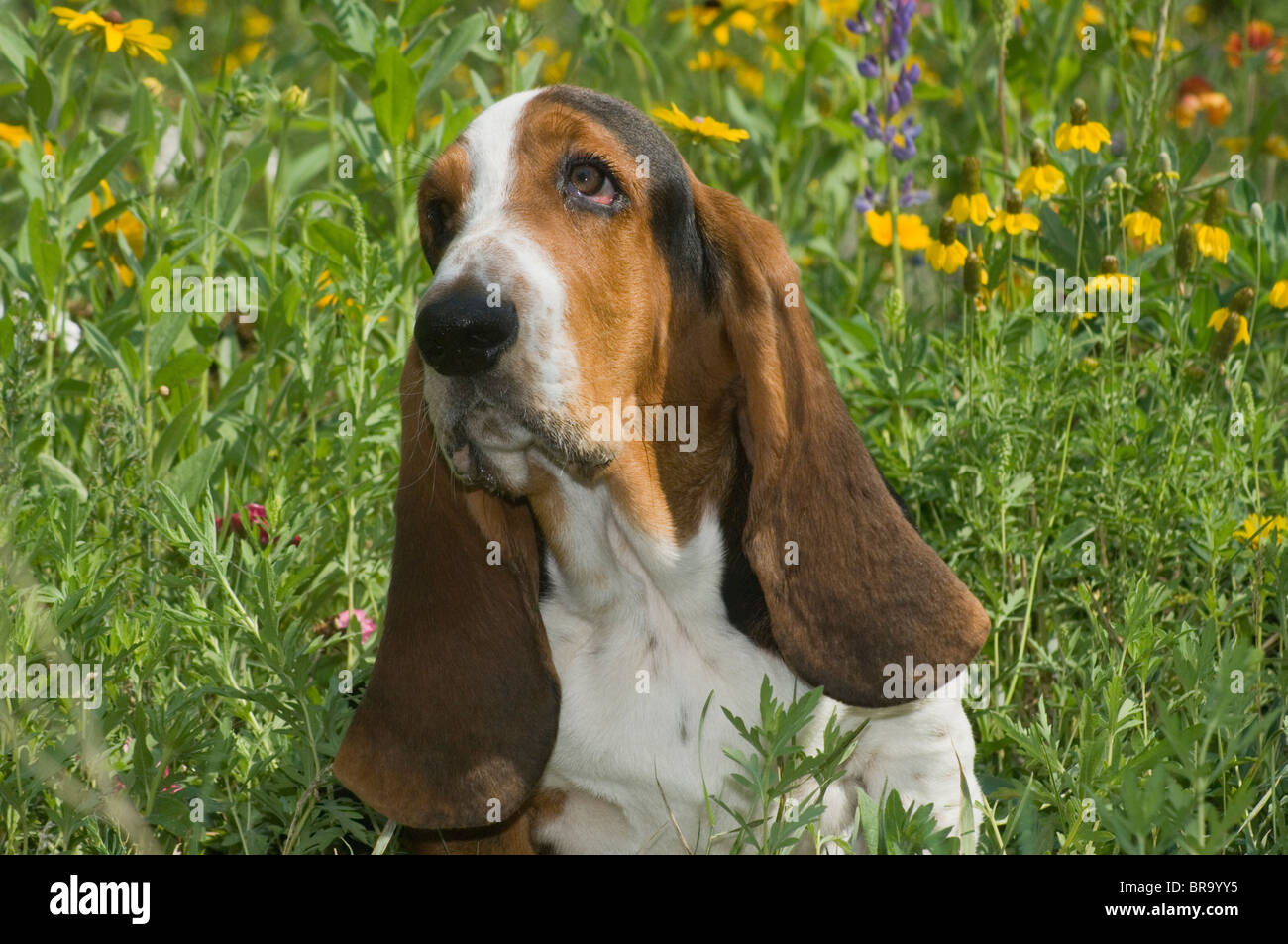 Triste guardando Basset Hound Foto Stock