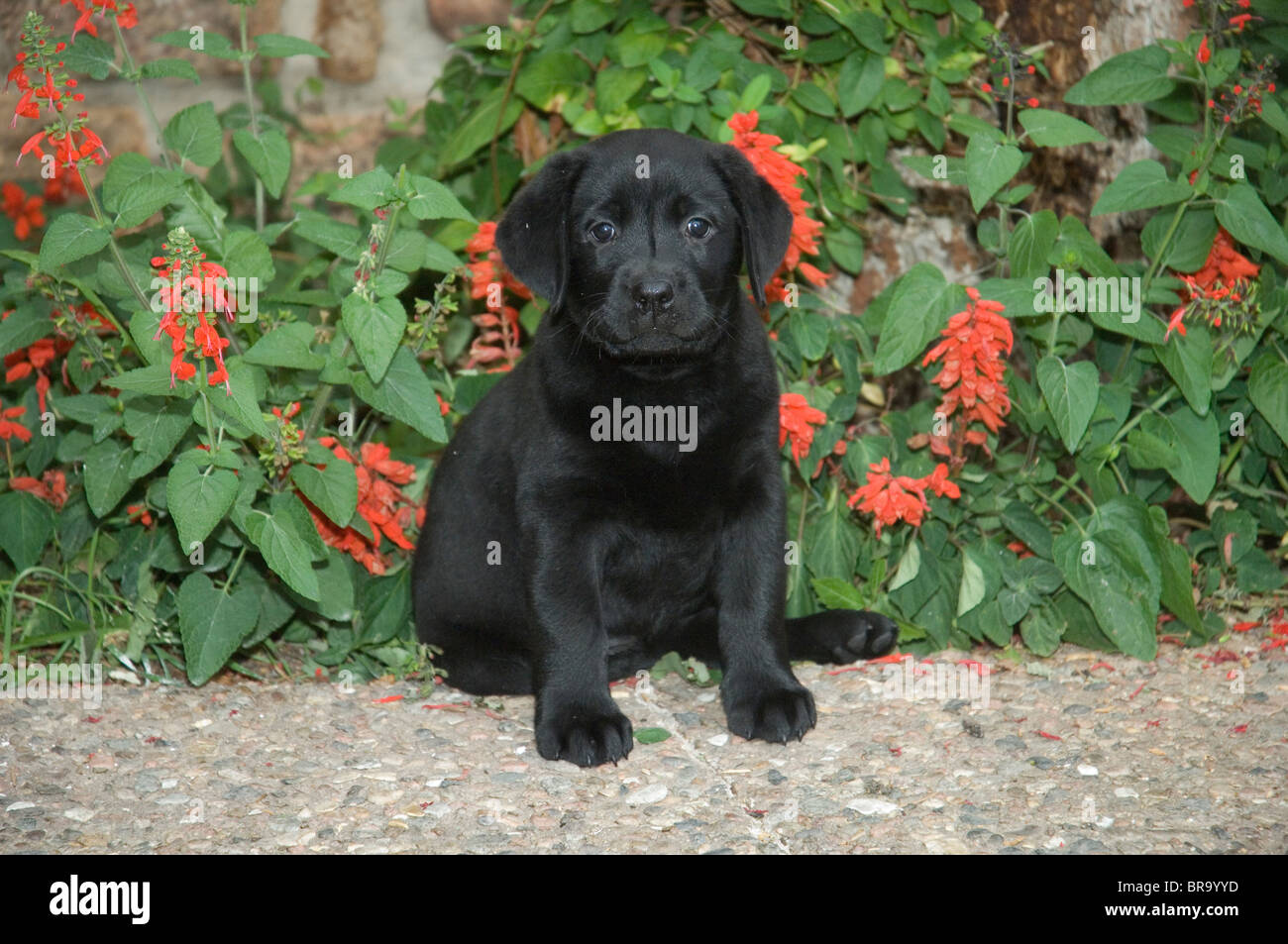 Il labrador nero cucciolo di laboratorio all'aperto con fiori di colore rosso Foto Stock