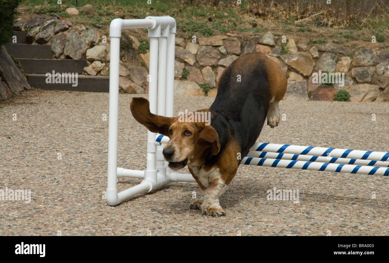 BASSET HOUND saltando ostacoli Agility corso Foto Stock