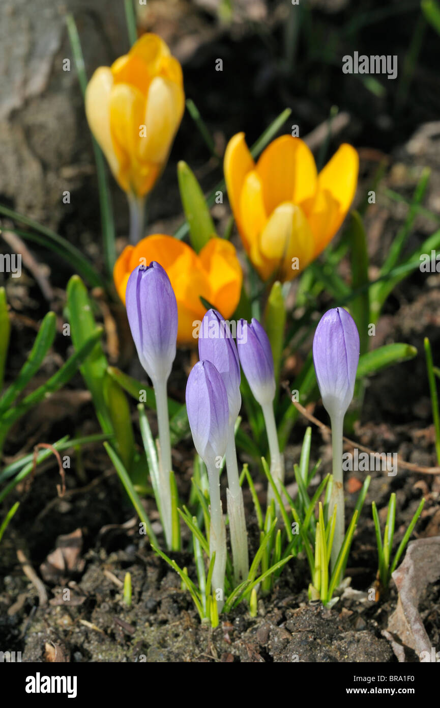 Crocus coloratissimi fiori (Crocus sp.) nel giardino, Belgio Foto Stock