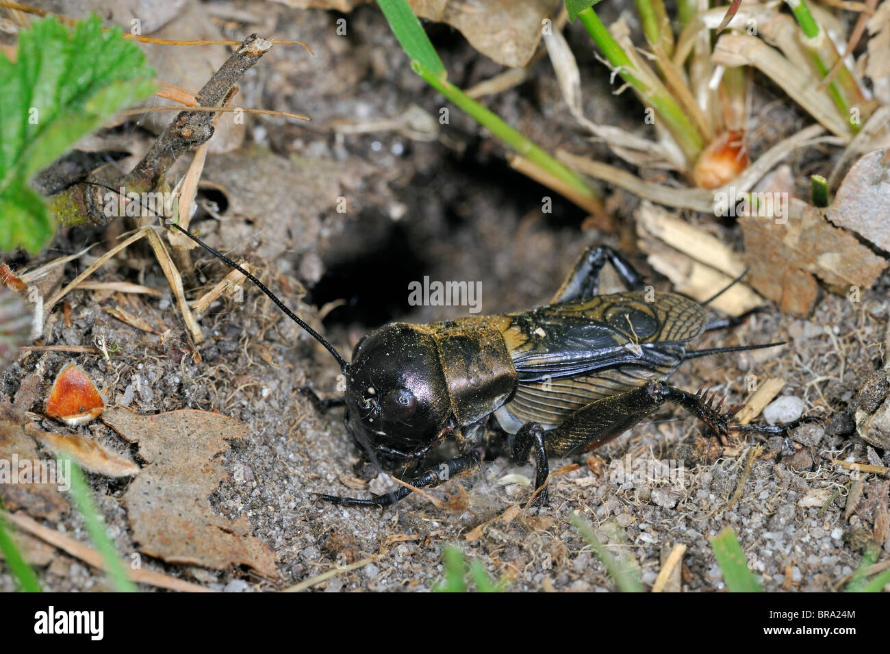 Campo cricket lasciando burrow (Gryllus campestris) Foto Stock