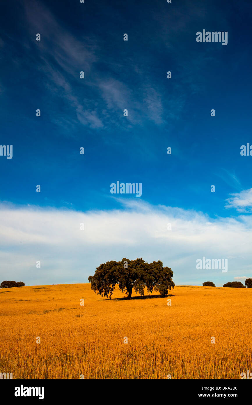 Giallo campo di grano con un grande cielo blu e nuvole Foto Stock