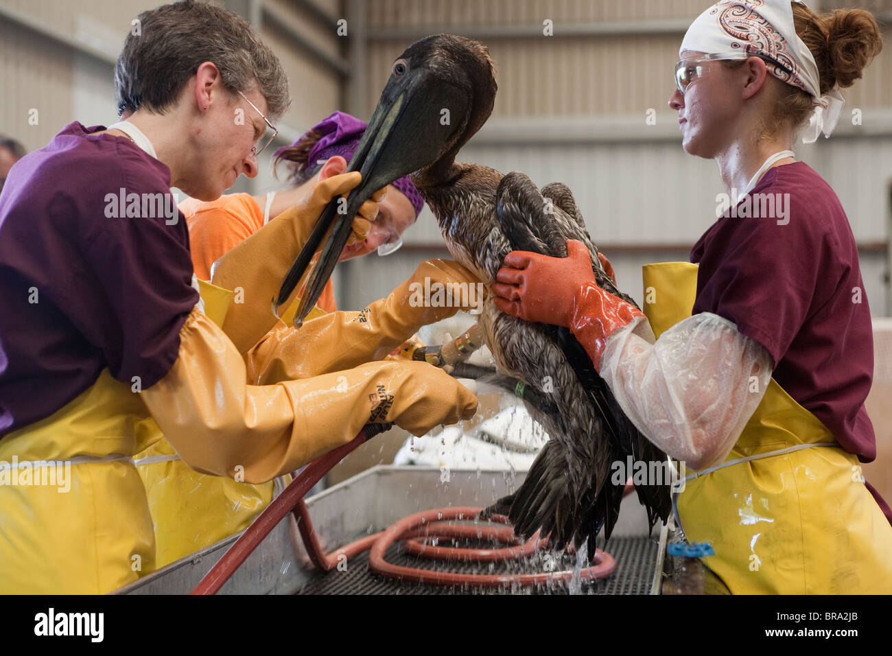 Pellicani coperta di olio dalla Deepwater Horizon fuoriuscite di olio vengono puliti a Fort Jackson Bird Rescue Center, Louisiana. Foto Stock