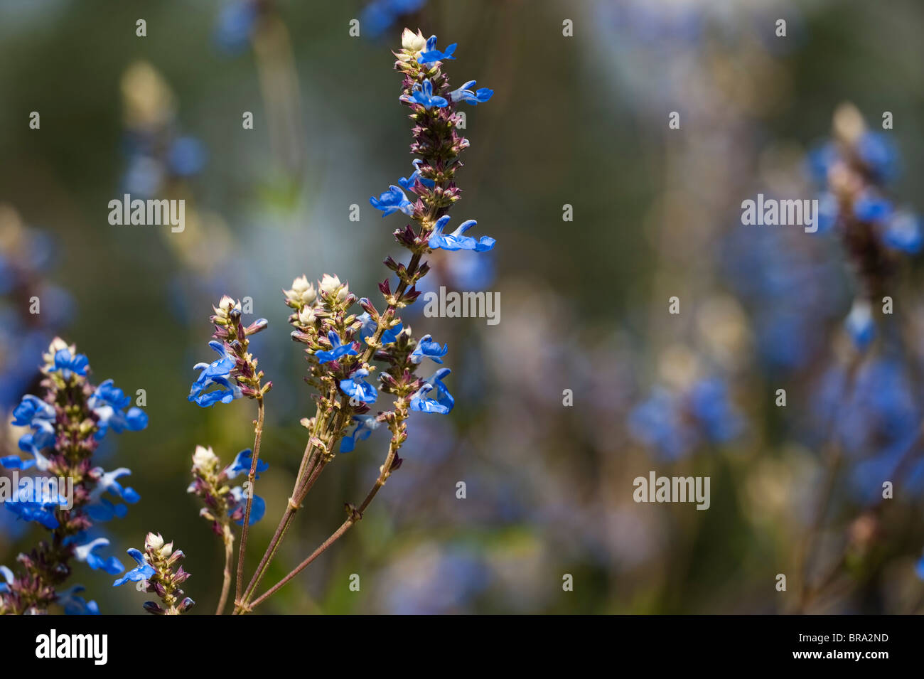 Bog Salvia, Salvia uliginosa, in fiore Foto Stock