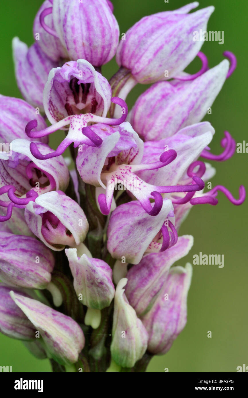 Orchide omiciattolo (Orchis simia) close up Foto Stock