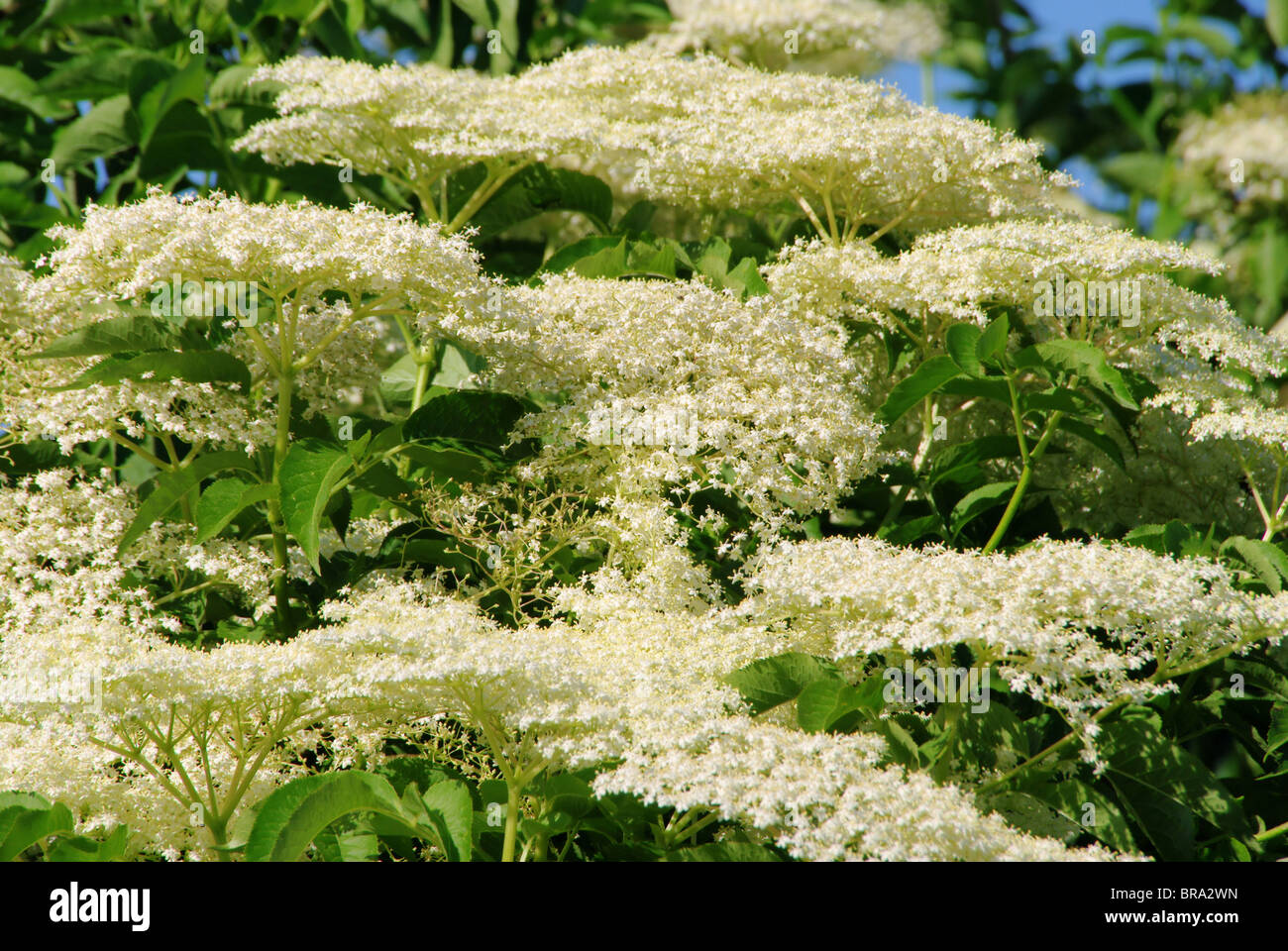 Blüte Holunder - sambuco 15 Foto Stock