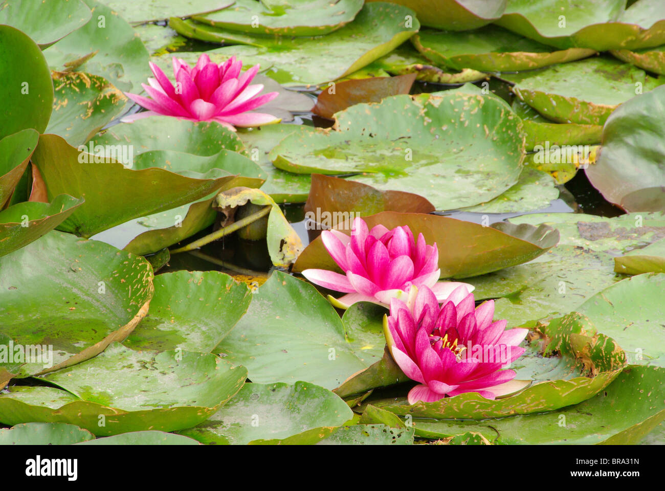 Seerose - giglio di acqua 35 Foto Stock