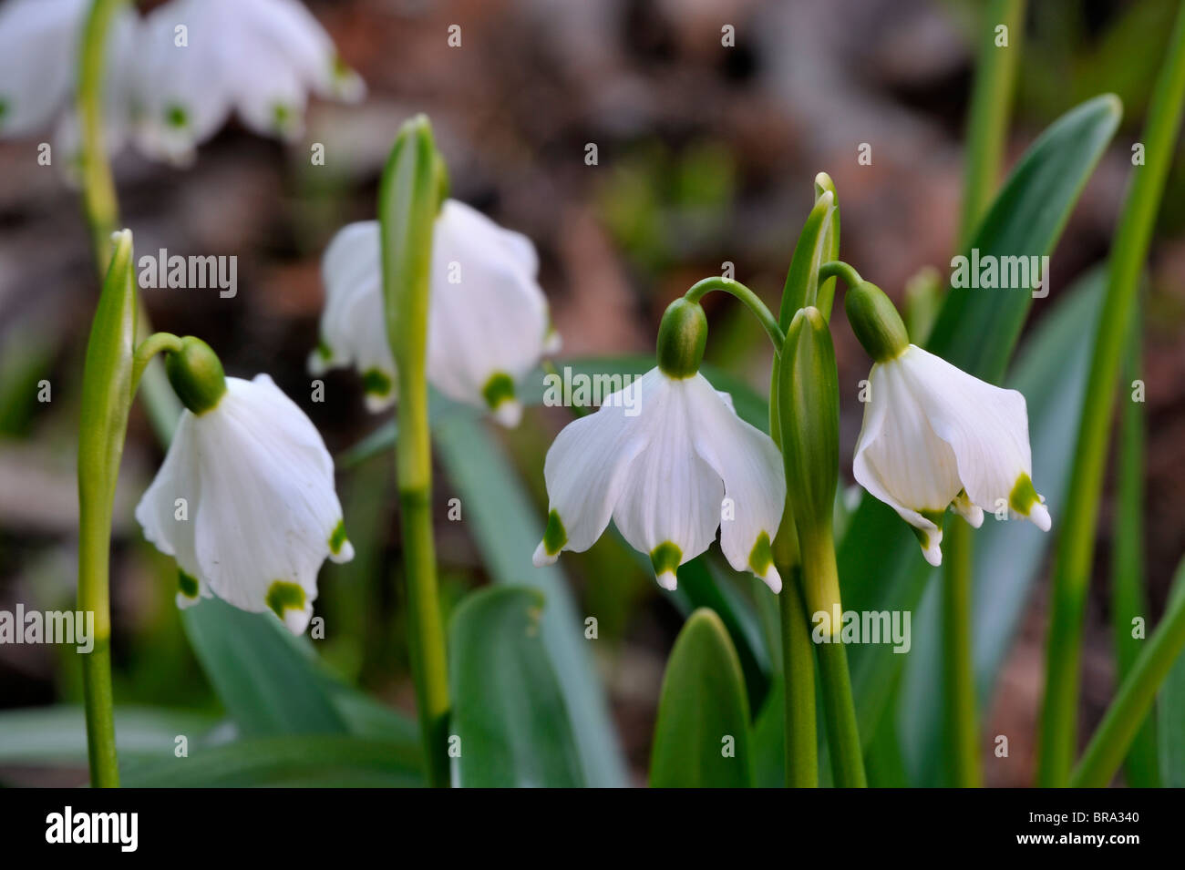 Il simbolo del fiocco di neve di primavera fiori (Leucojum vernum) Foto Stock