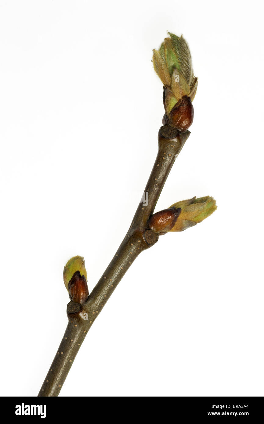 Dolce castagno (Castanea sativa) apertura di germogli e foglie emergenti in molla contro uno sfondo bianco Foto Stock