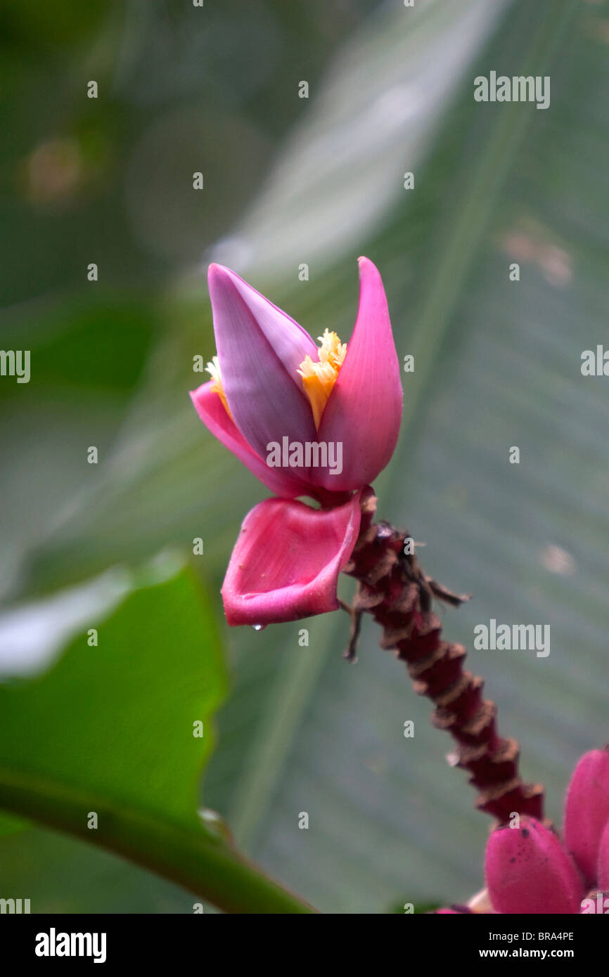 Piante di Banana al giardino delle farfalle in Selvatura parco avventura situato nella foresta di Monteverde in Costa Rica. Foto Stock