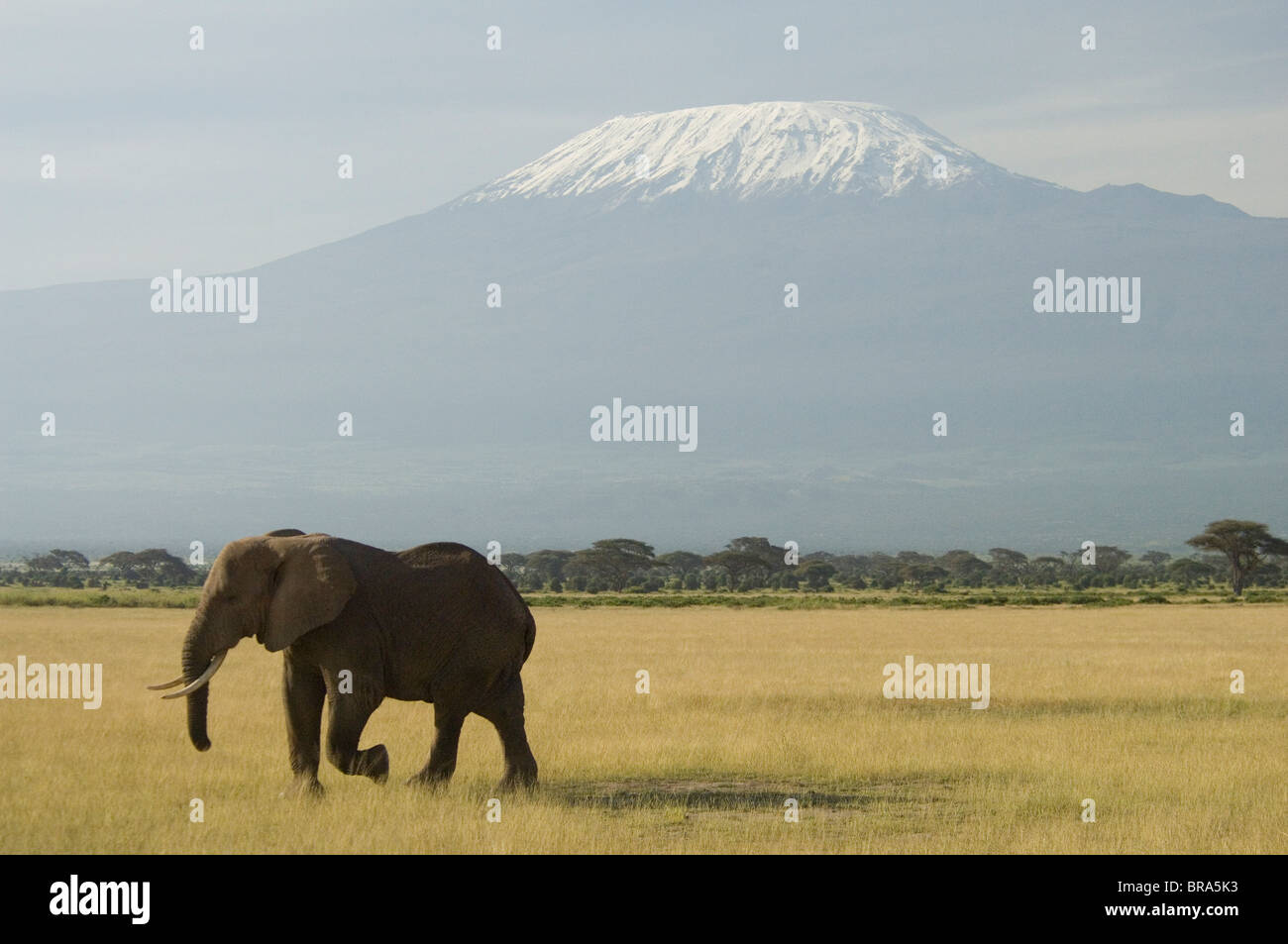 ELEPHANT a piedi nella pianura di Amboseli National Park KILIMANJARO IN BACKGROUND KENYA AFRICA Foto Stock