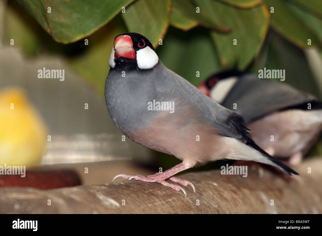 Java Sparrow (Padda oryzivora) - aka Finch Java e Java uccello di riso Foto Stock