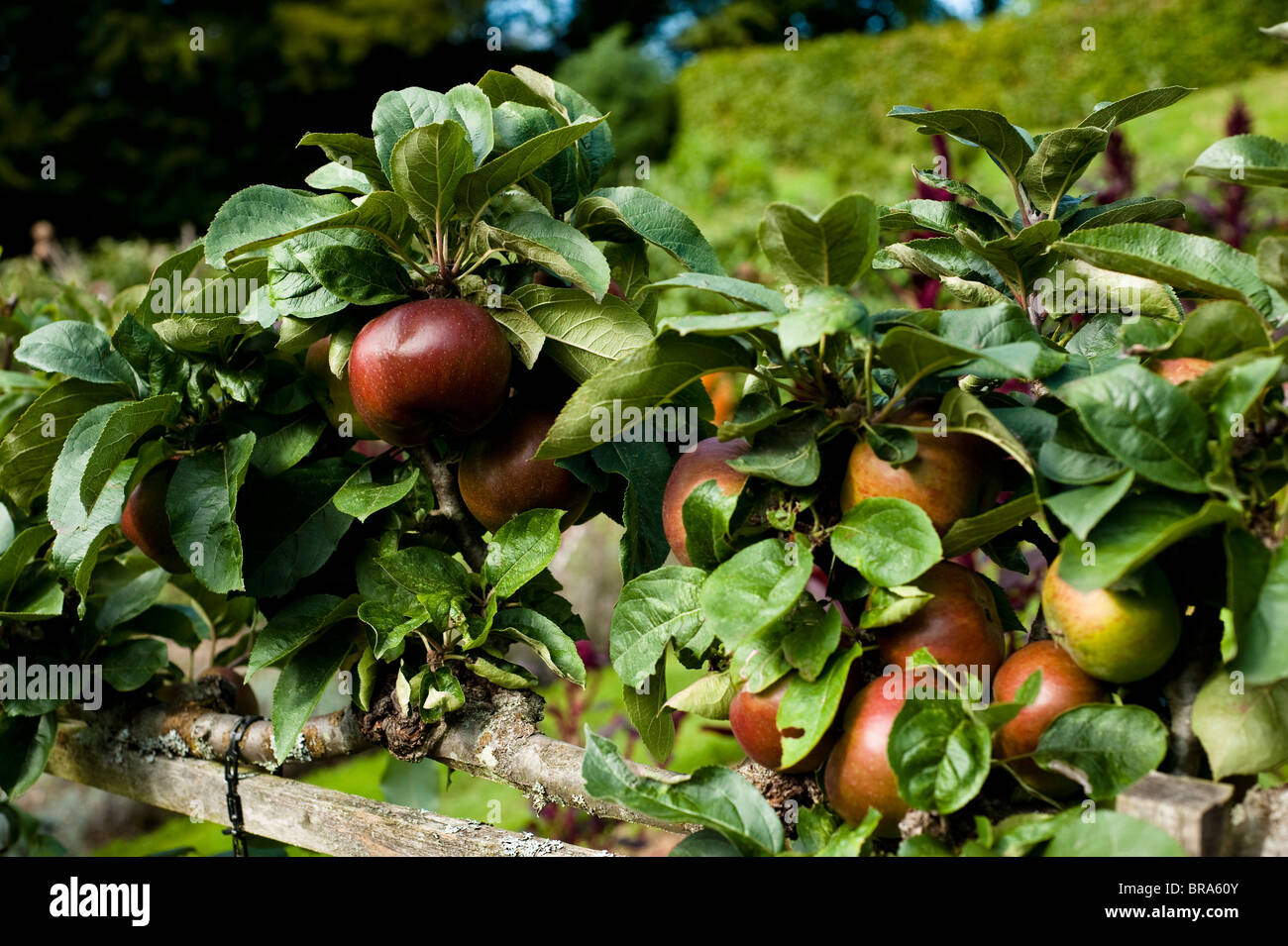 Apple, Malus domestica "Coeur de boeuf', a Painswick Giardino rococò in Cotswolds, Regno Unito Foto Stock