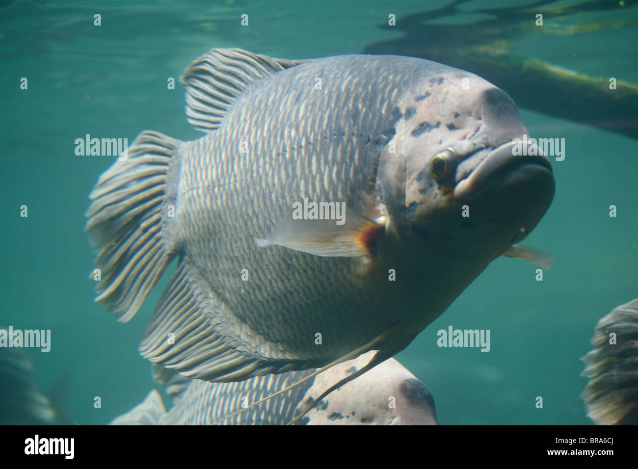 Giant gourami nuoto. Foto Stock