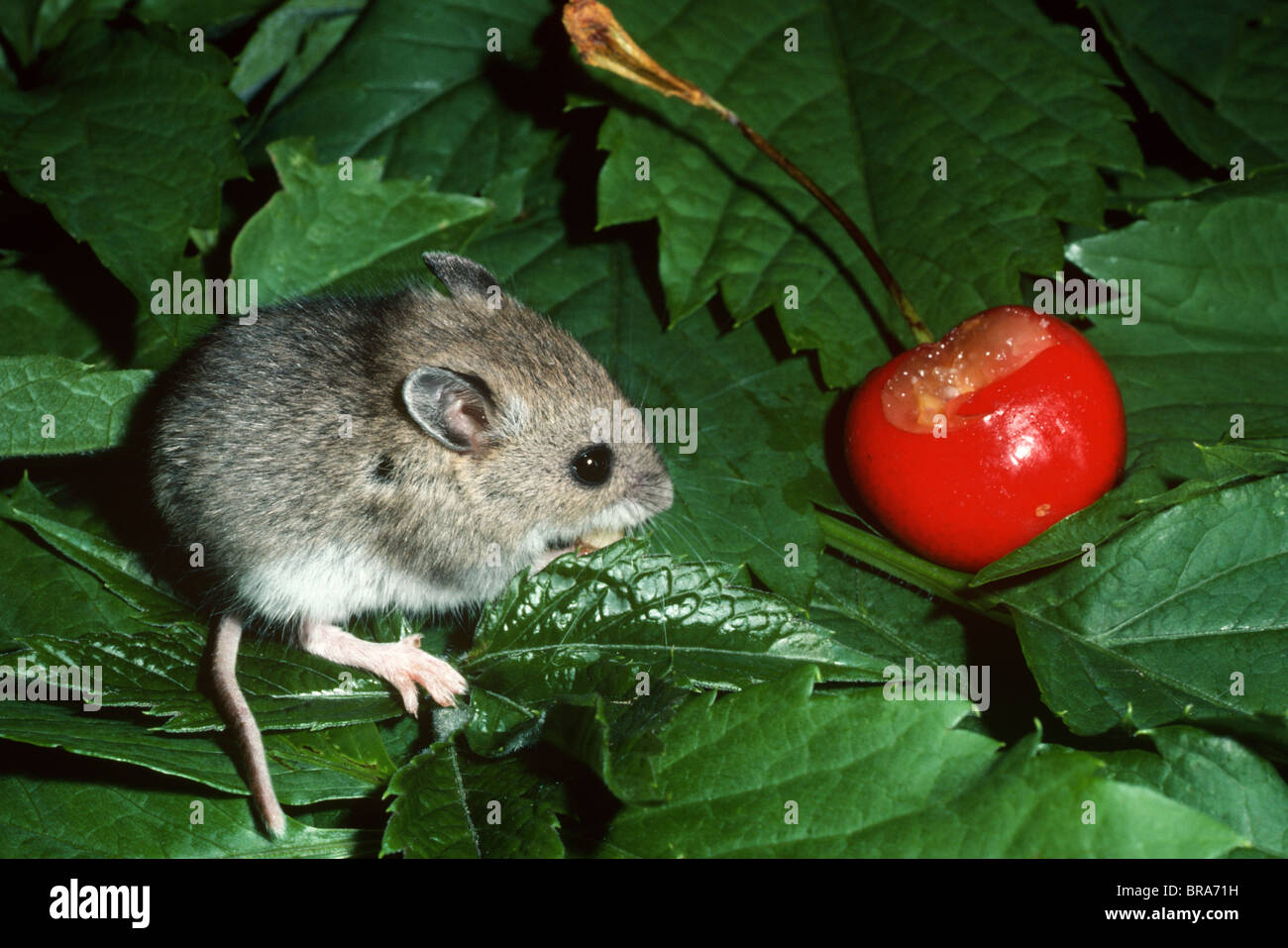 Deer Mouse Peromyscus maniculatus mangiare cherry America del Nord Foto Stock