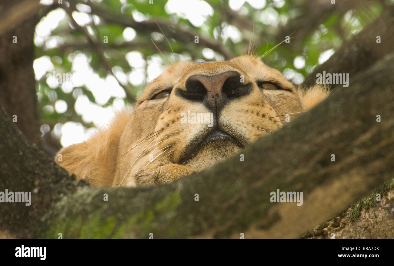 CLOSE-UP cercando fino a testa di leone in appoggio sul ramo di albero Lake Manyara NATIONAL PARK IN TANZANIA AFRICA Foto Stock