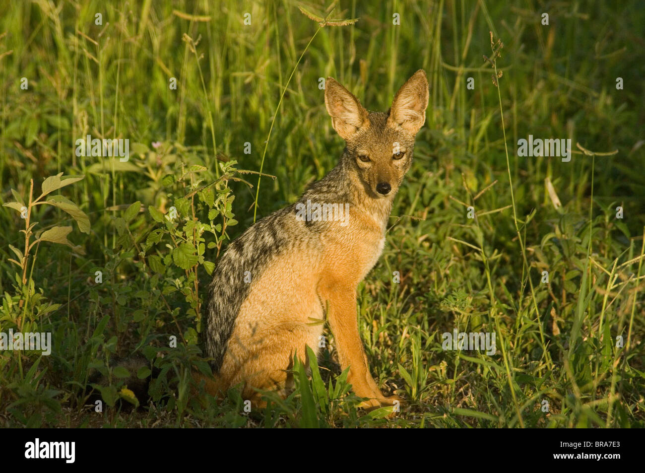 BLACK BACKED JACKAL SEDUTO IN ERBA Parco Nazionale di Tarangire e TANZANIA AFRICA Foto Stock