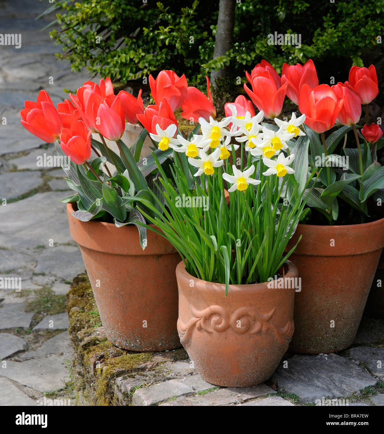Bulbi Di Tulipani In Vaso Da Giardino Immagini E Fotografie Stock Ad - Foto 5