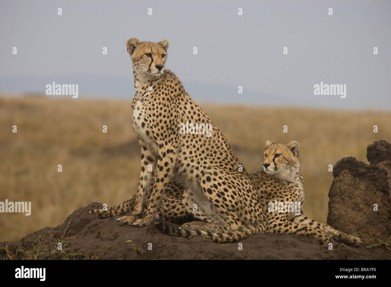 Ghepardo E GIOVANI SU TERMITE MOUND SERENGETI TANZANIA AFRICA Foto Stock