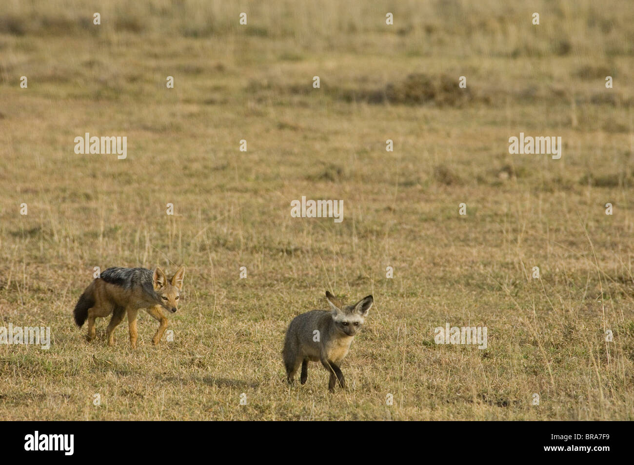 Nero-backed JACKAL a caccia di Bat-eared Fox SERENGETI TANZANIA AFRICA Foto Stock