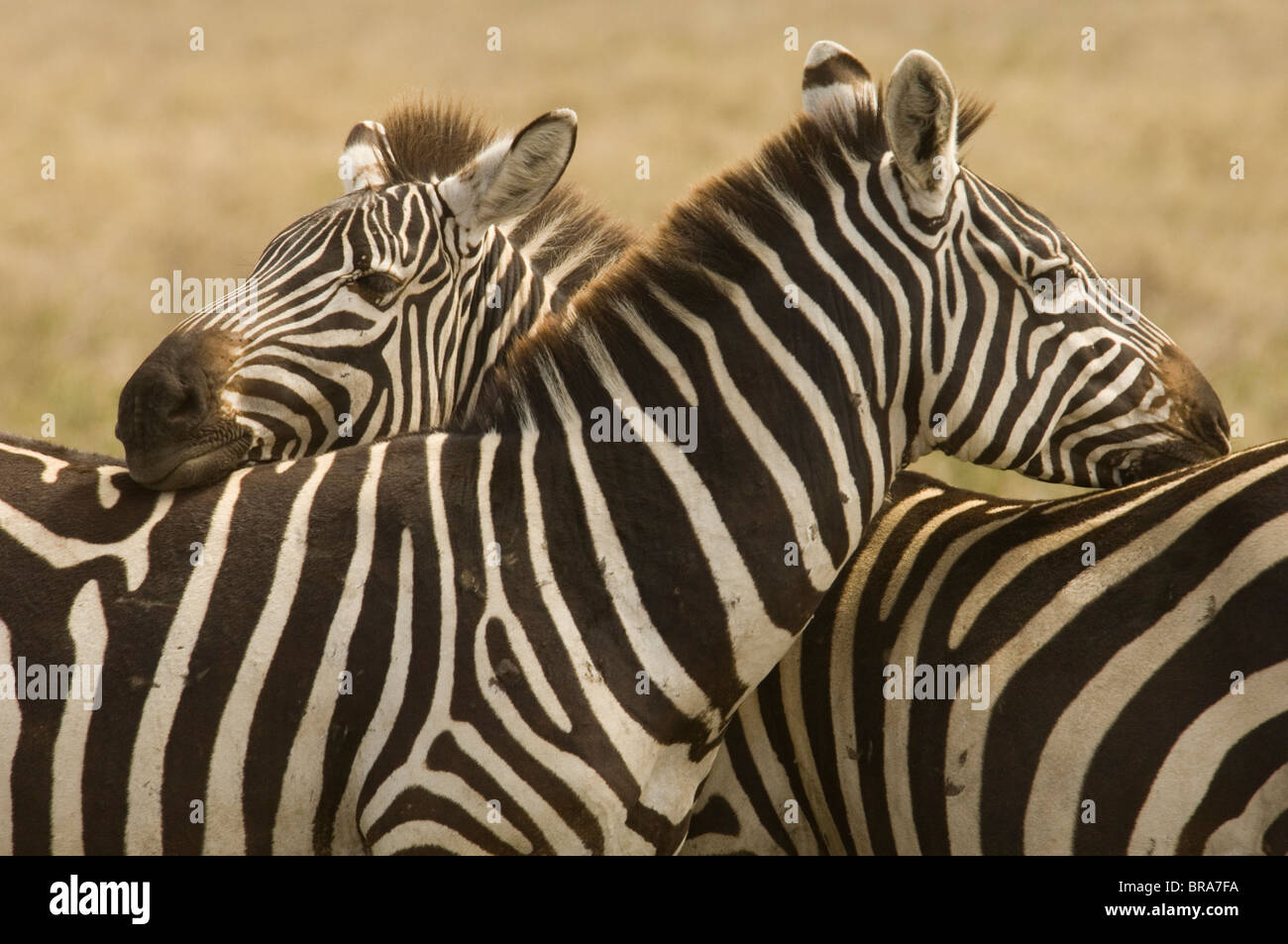 Due zebre con teste appoggiate su altri BACK SERENGETI TANZANIA AFRICA Foto Stock