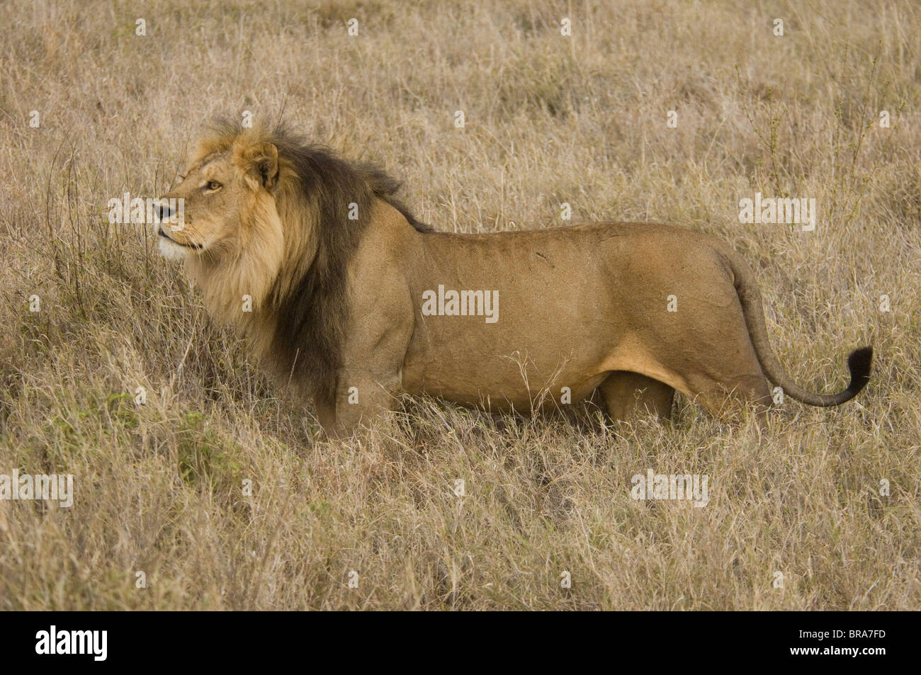 Leone maschio corpo pieno profilo SERENGETI TANZANIA AFRICA Foto Stock