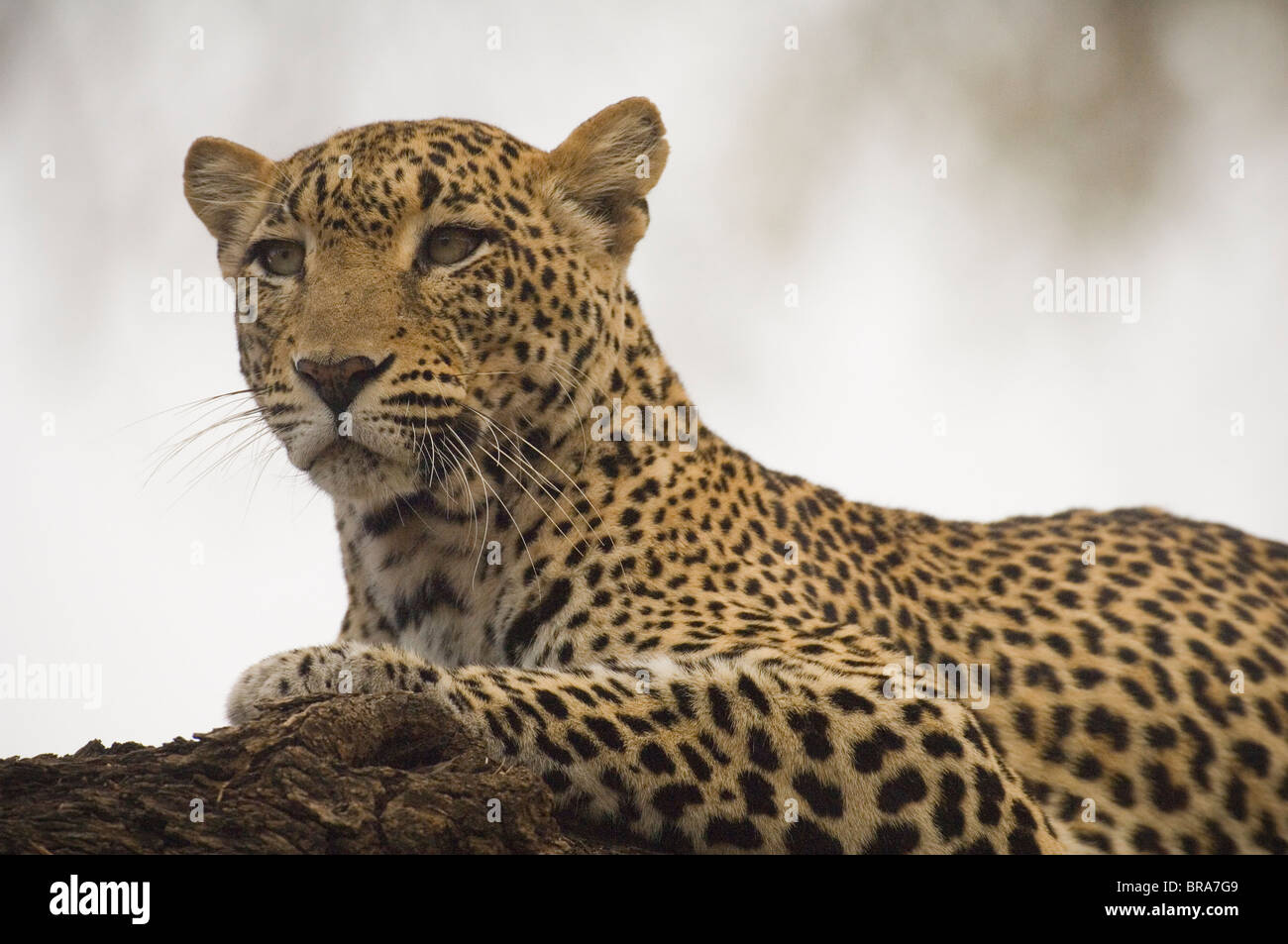 LEOPARD in appoggio sul ramo di albero SAMBURU NATIONAL RESERVE KENYA AFRICA Foto Stock