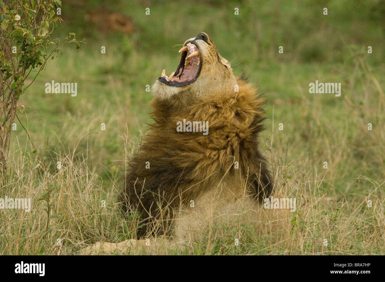 Ruggito o sbadiglio LION MASAI MARA RISERVA NAZIONALE KENYA AFRICA Foto Stock