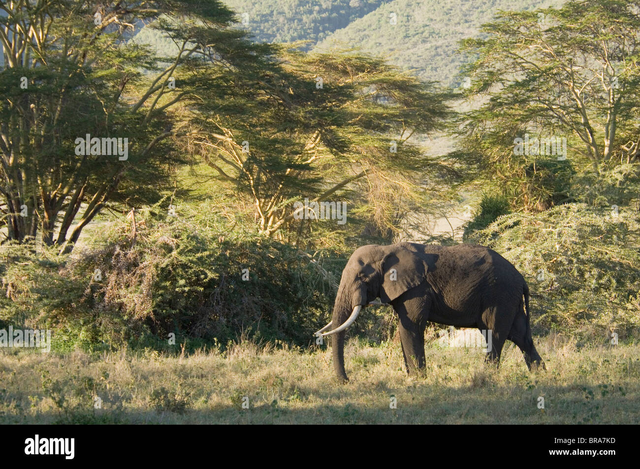 ELEPHANT LAKE MANYARA NATIONAL PARK IN TANZANIA AFRICA Foto Stock