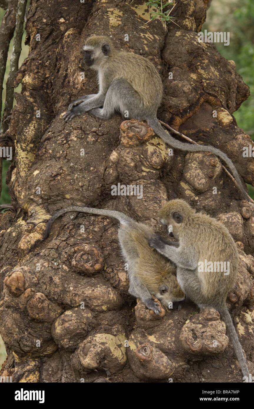 Le scimmie VERVET su nodose tronco di albero del cratere di Ngorongoro TANZANIA AFRICA Foto Stock