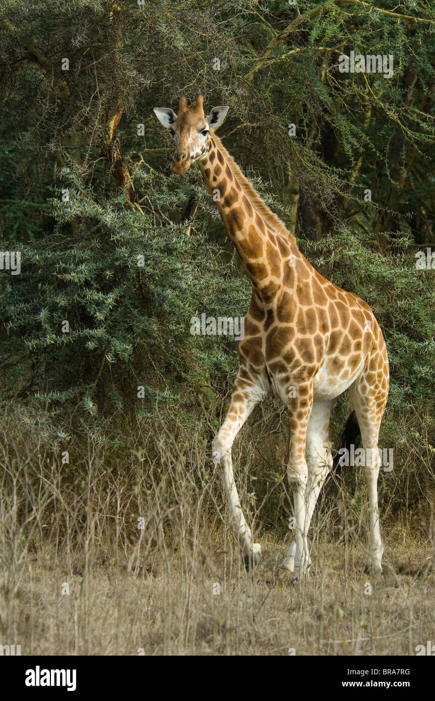 Giraffa Rothschild Lake Nakuru NATIONAL PARK KENYA AFRICA Foto Stock