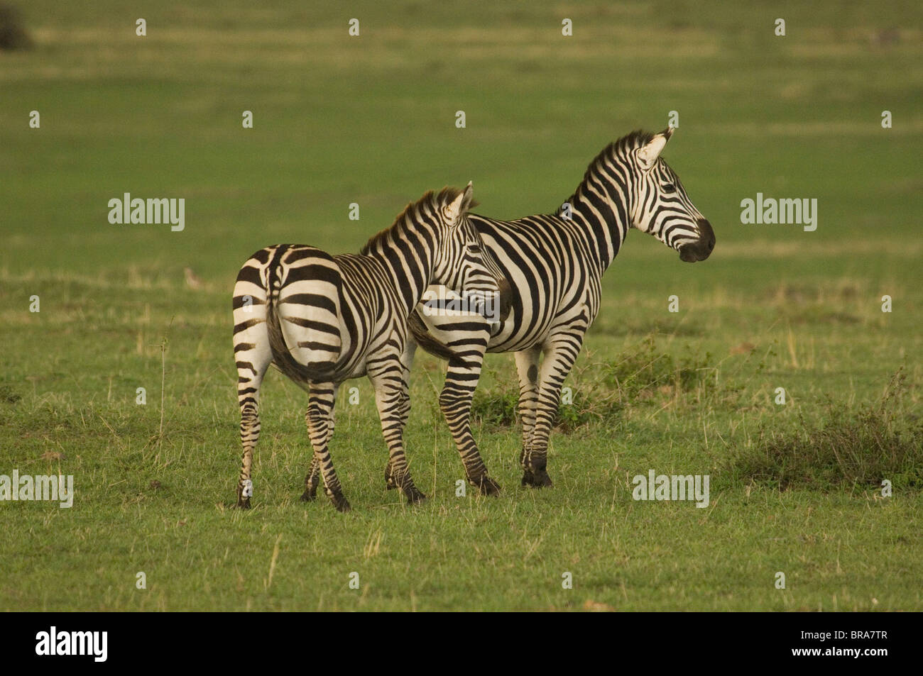 Due zebre da dietro guardando al lato RISERVA NAZIONALE DI MASAI MARA KENYA AFRICA Foto Stock