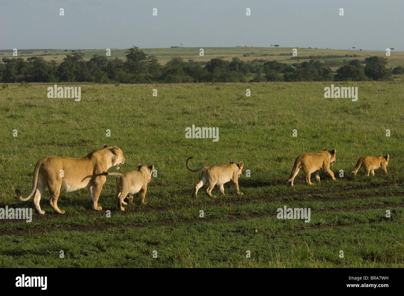 Quattro LION CUBS a camminare in una linea con leonessa posteriore nella riserva nazionale di MASAI MARA KENYA AFRICA Foto Stock