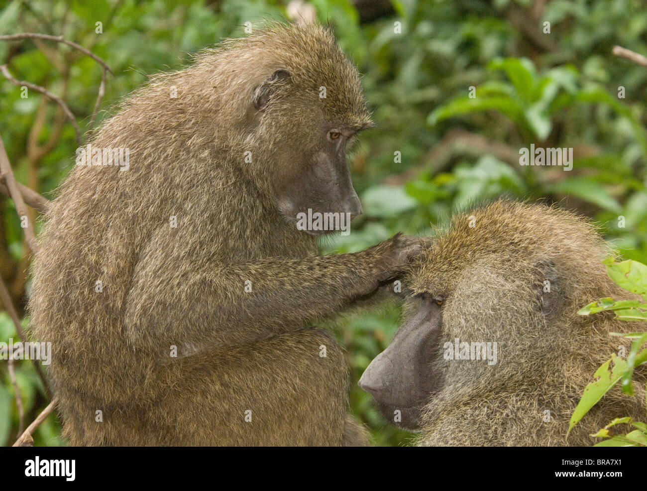 Due babbuini toelettatura uno un altro nella struttura ad albero Lake Manyara NATIONAL PARK IN TANZANIA AFRICA Foto Stock