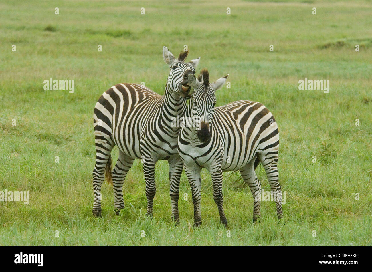 Due ZEBRA uno sembra essere WHISPERING IN ALTRI orecchio del cratere di Ngorongoro TANZANIA AFRICA Foto Stock