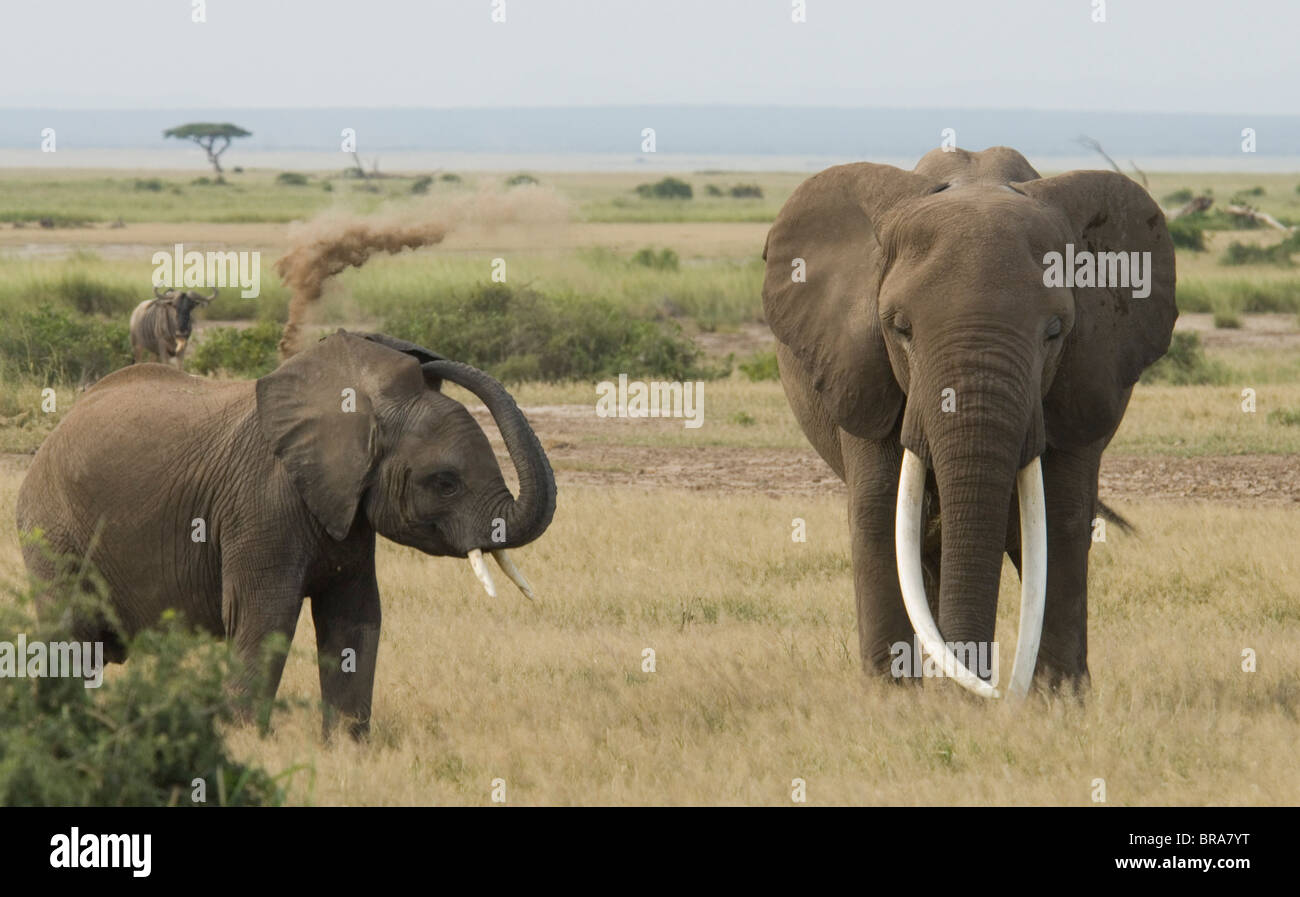 ELEPHANT con grandi zanne e più giovane di donarsi una polvere bagno sporco del Parco Nazionale Amboseli KENYA AFRICA Foto Stock