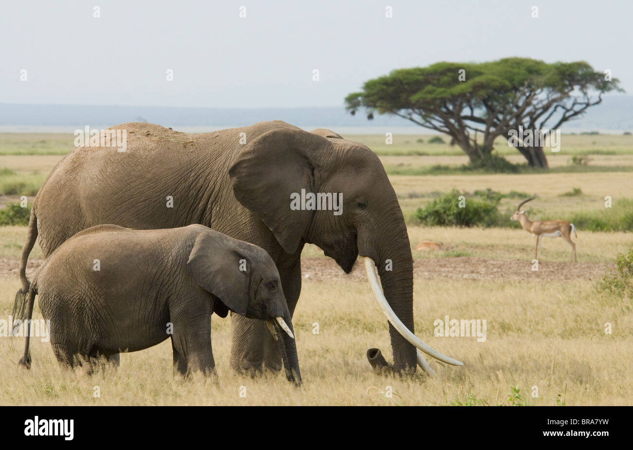 ELEPHANT CON GRANDI zanne e più giovane Loxodonta africana DEL PARCO NAZIONALE AMBOSELI KENYA AFRICA Foto Stock