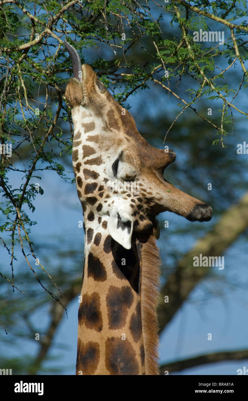 Giraffa Rothschild navigando in rami di alberi con linguetta estesa Lake Nakuru NATIONAL PARK KENYA AFRICA Foto Stock