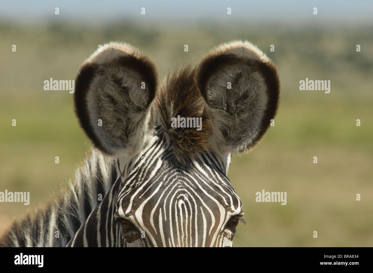 CLOSE-UP dettaglio di orecchie di GREVY ZEBRA DI SPECIE IN VIA DI ESTINZIONE KENYA AFRICA Foto Stock
