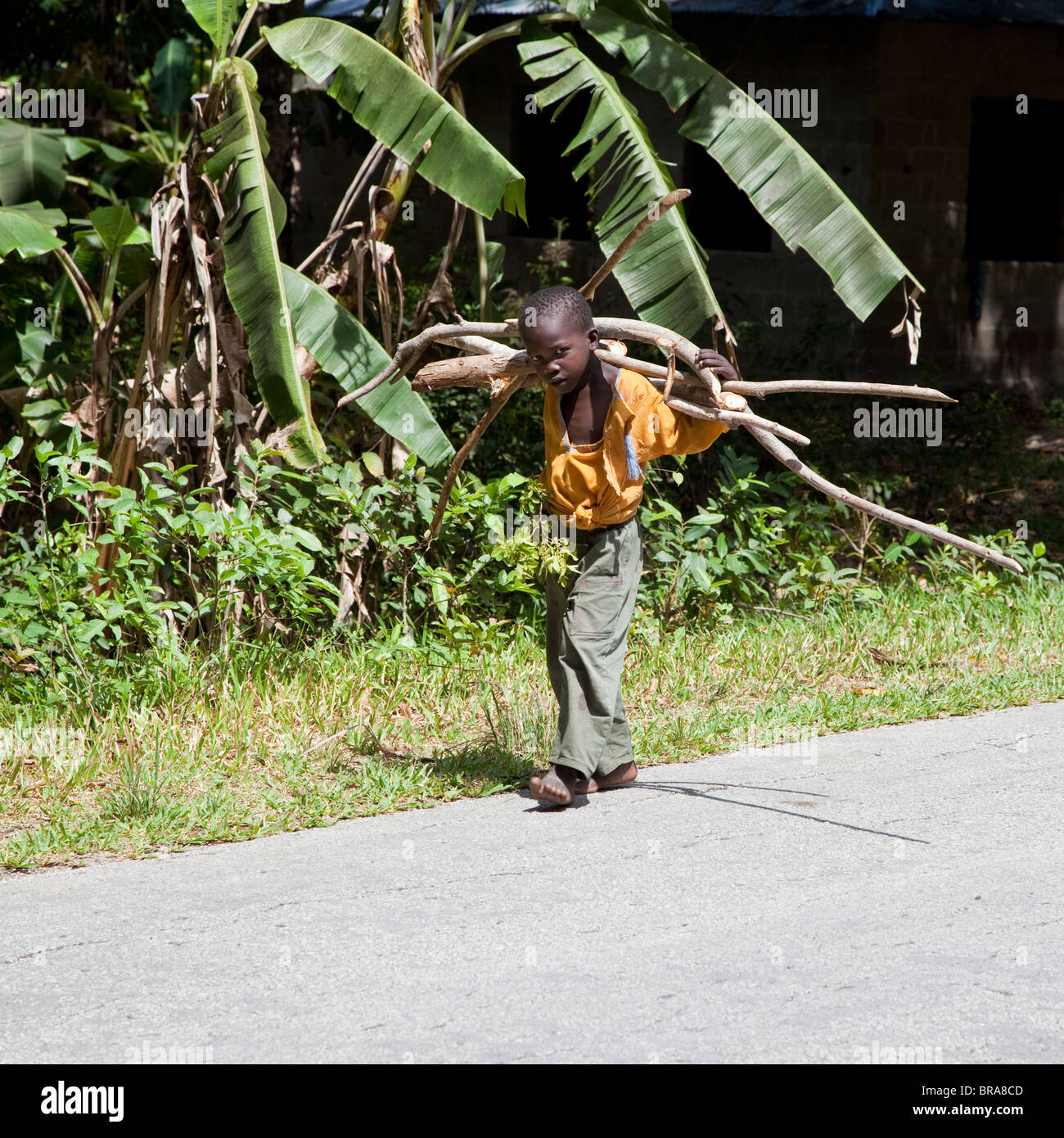 Zanzibar, Tanzania. Ragazzi che trasportano legna da ardere lungo una strada di campagna. Foto Stock