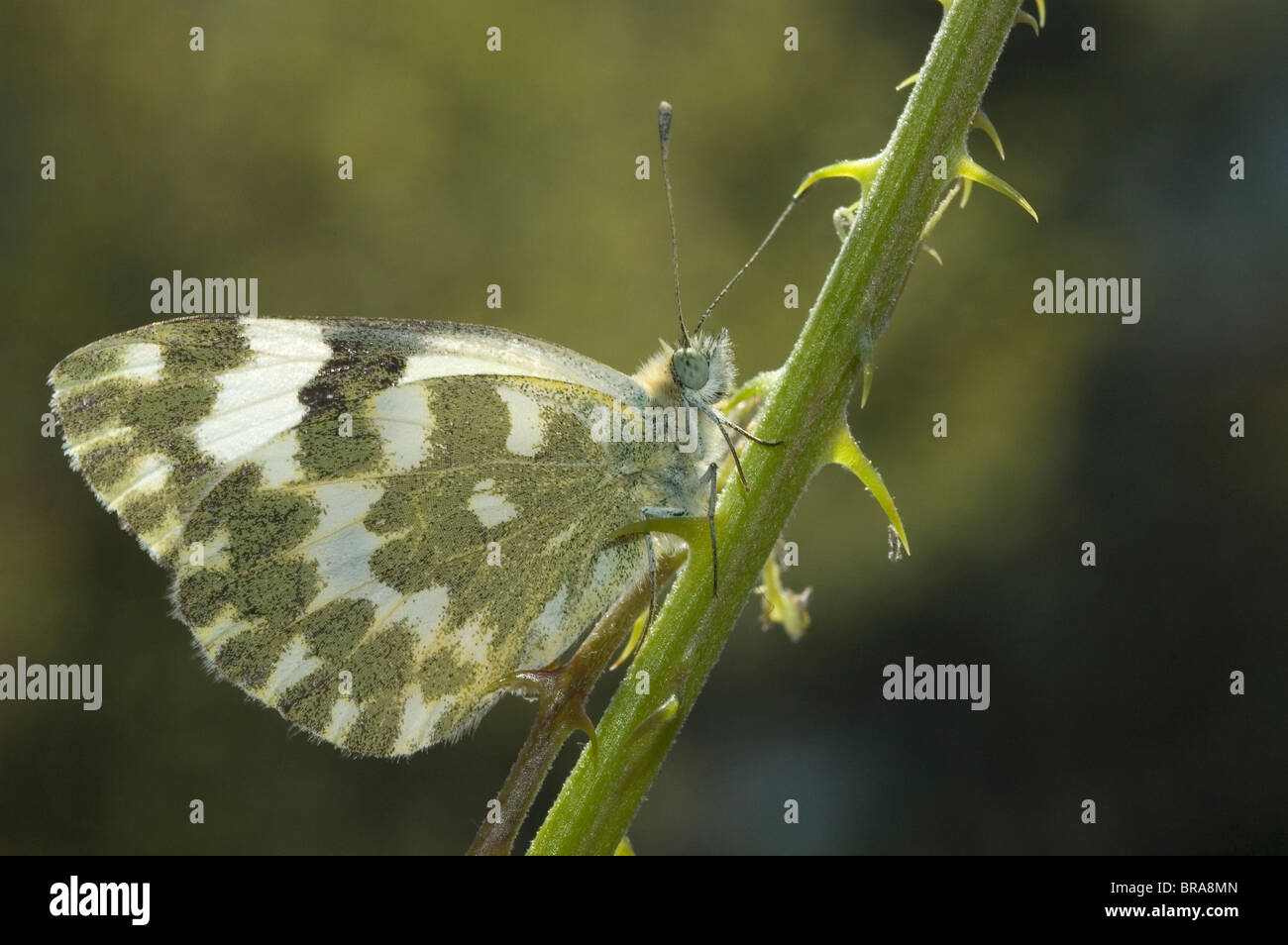 Bagno farfalla bianca (Pontia daplidice) Foto Stock