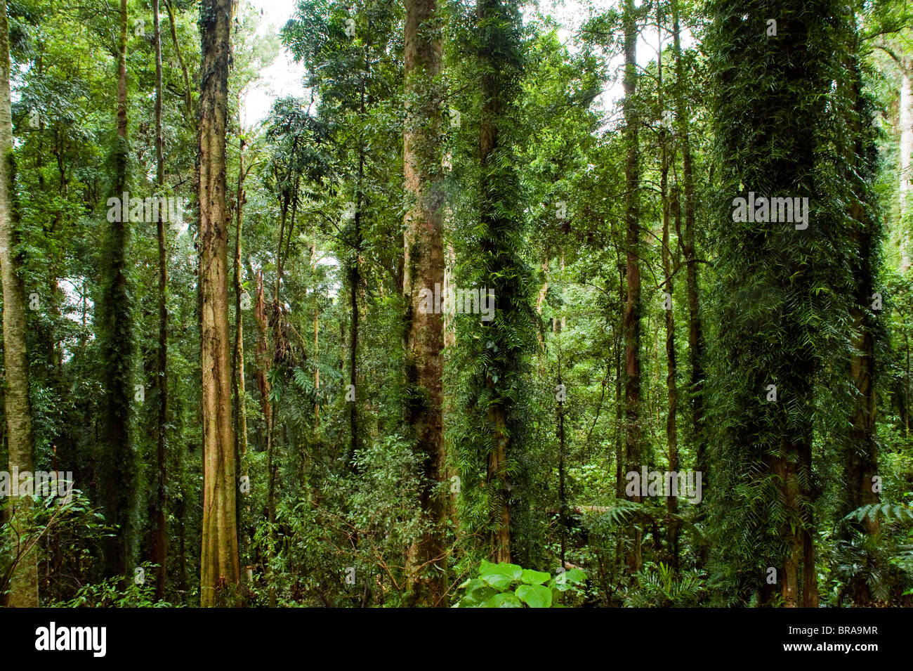 Dorrigo National Park, New South Wales, Australia Pacific Foto Stock