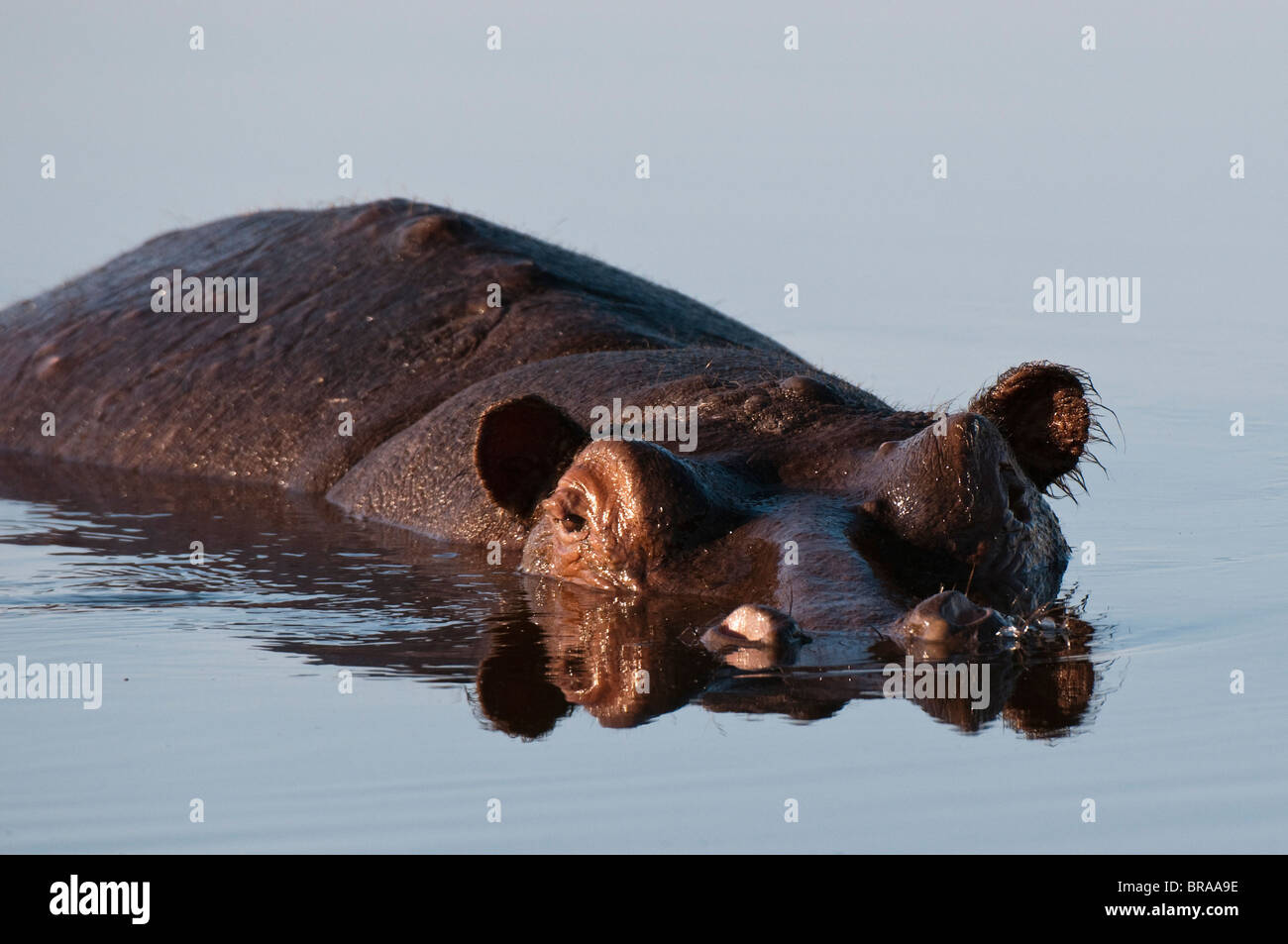 Ippopotamo (Hippopotamus amphibius), Savute Channel, Linyanti, Botswana, Africa Foto Stock
