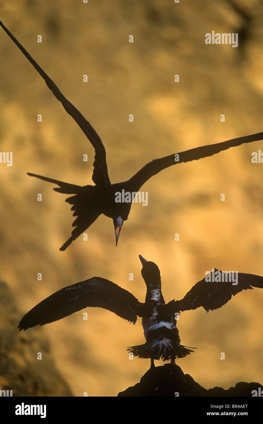 Magnifica frigatebird {Fregata magnificens} attaccando booby, San Cristobal Island. Foto Stock