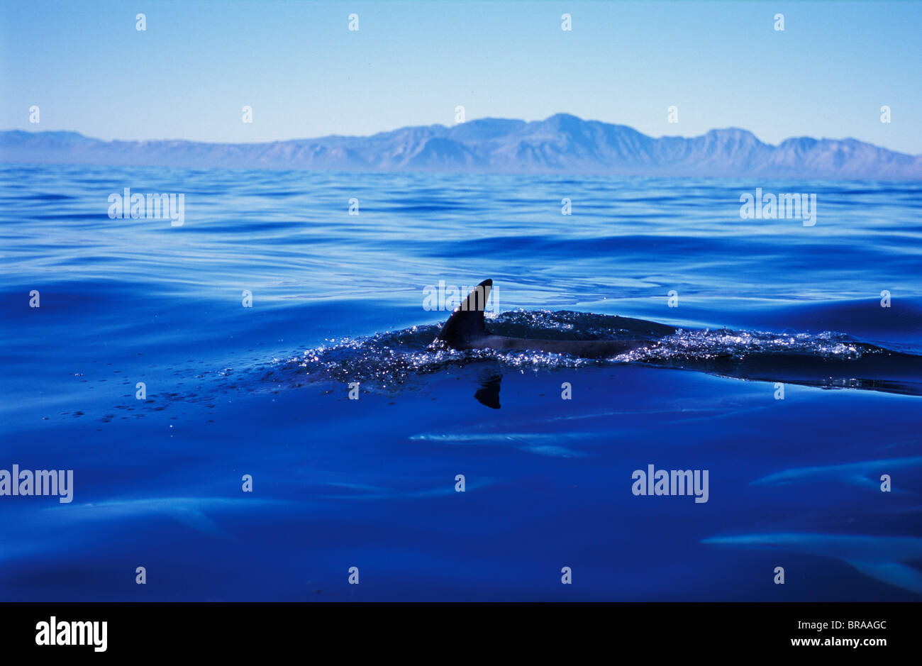 Delfino dusky {Lagenorhynchus obscurus} False Bay, Sud Africa Foto Stock