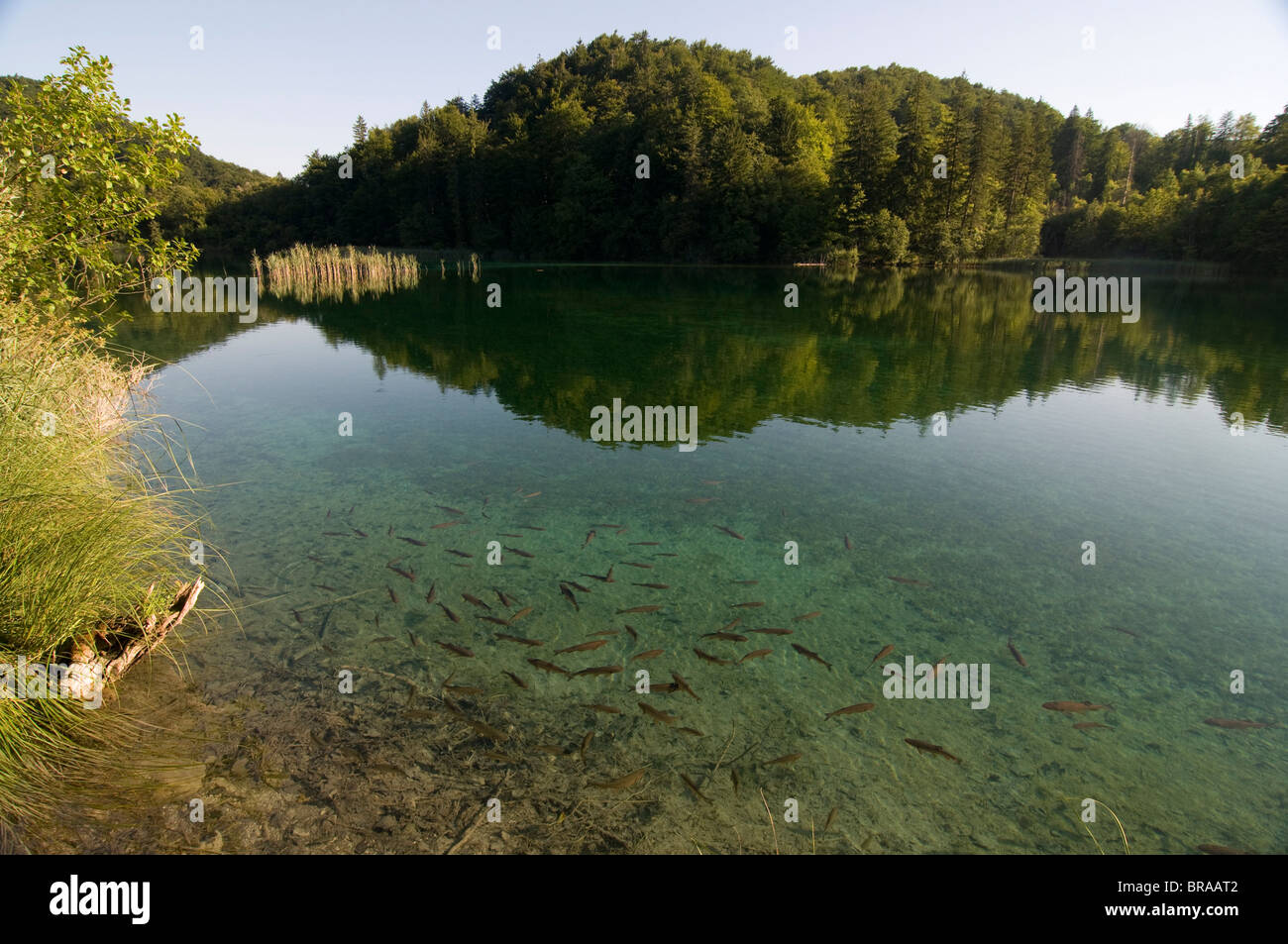 Il sereno in alto il Parco Nazionale dei Laghi di Plitvice, patrimonio mondiale dell UNESCO, Croazia, Europa Foto Stock