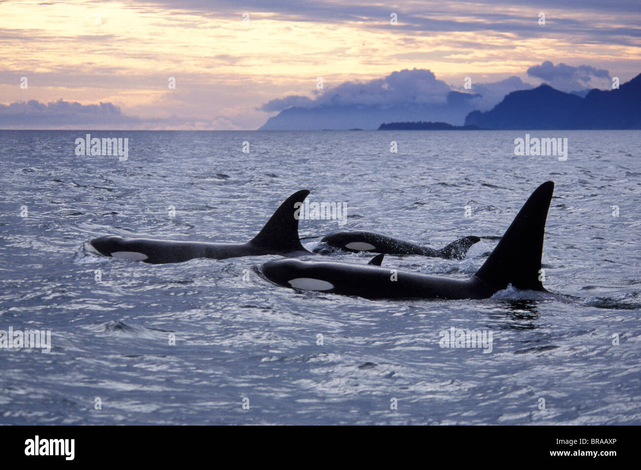 Killer Whale {Orcinus orca} pod che si muove attraverso il Montague stretto al tramonto, Prince William Sound, Alaska, STATI UNITI D'AMERICA Foto Stock