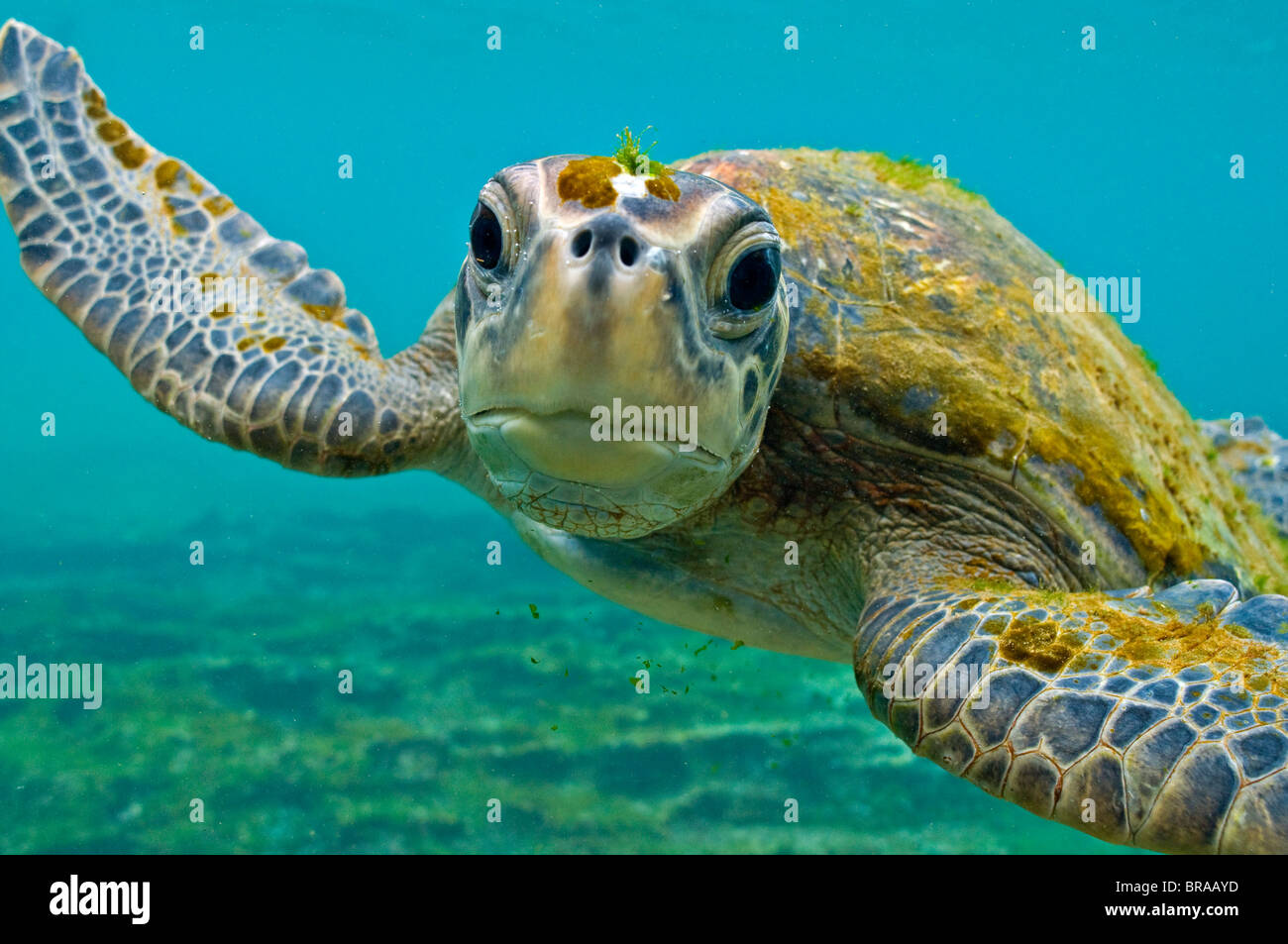 Le Galapagos tartaruga verde (Chelonia Mydas agassisi) ritratto subacqueo, nota alghe che crescono sulla testa e guscio Foto Stock