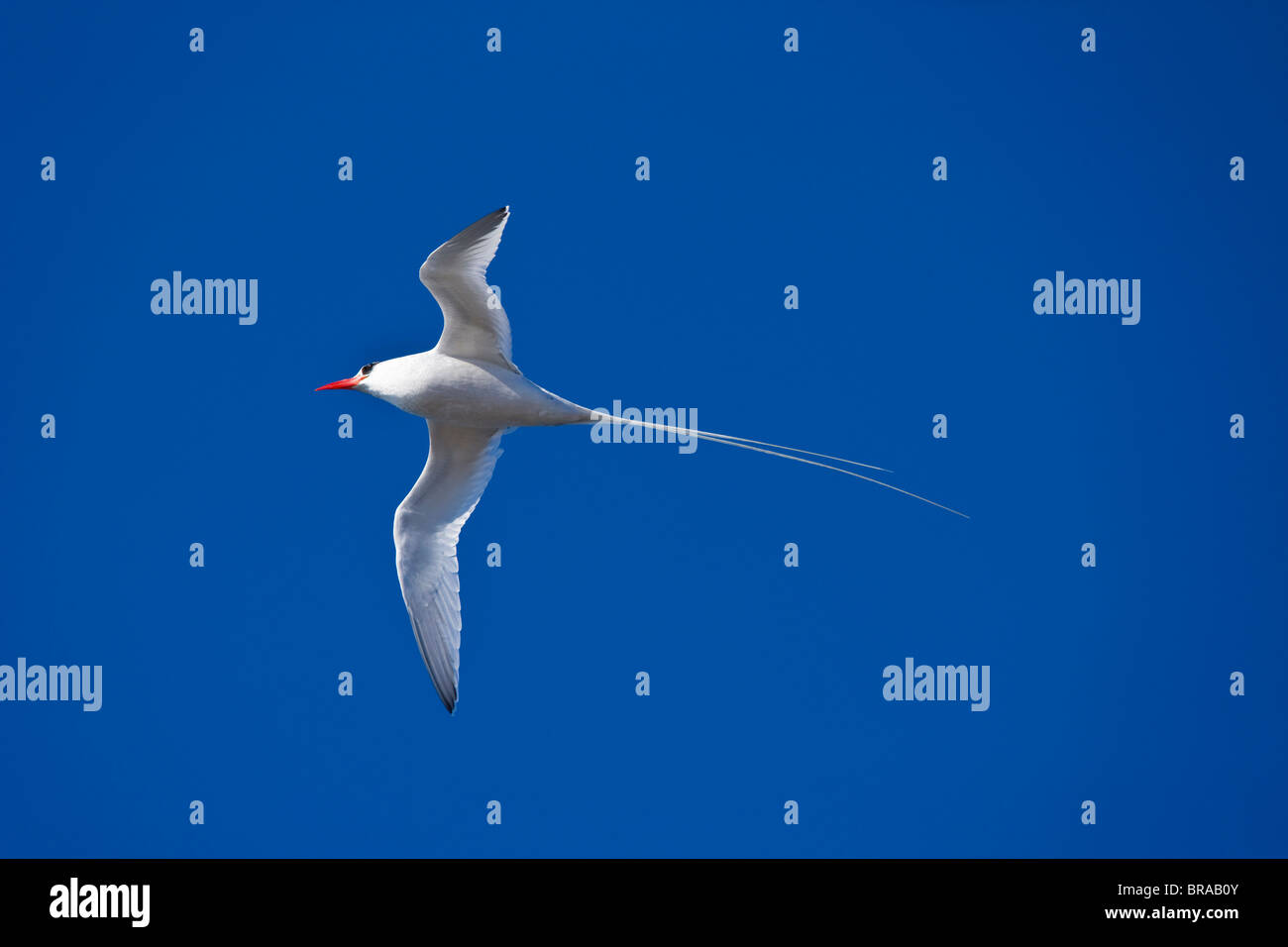 Red fatturati tropicbird {Phaethon aethereus} in volo, Plaza Isola, Galapagos, Gennaio Foto Stock